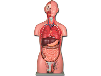 TORSO DVOJITÝ SEX - 25 parts