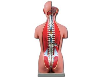 TORSO DVOJITÝ SEX OPENBACK - 27 parts