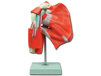 MUSCLES po THE SHOULDER - 1X