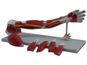 MUSCLES po THE ARM - 7 parts