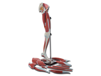 MUSCLES po THE LEG - 13 parts