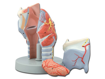 LARYNX MODEL - 5 parts - 2X