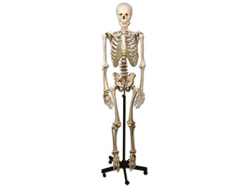HUMAN KOSTRA