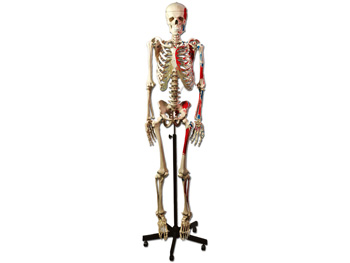 HUMAN MUSCULAR KOSTRA