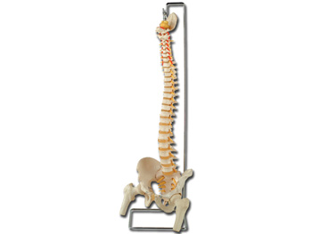 OHYBNÝ VERTEBRAL COLUMN so femur heads