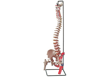OHYBNÝ VERTEBRAL COLUMN so femur heads + muscle