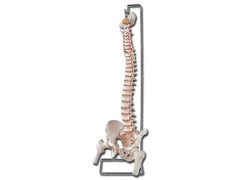 OHYBNÝ VERTEBRAL COLUMN so femur heads + open sacrum