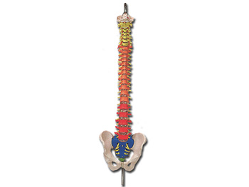 SPINAL COLUMN so farba coded regions