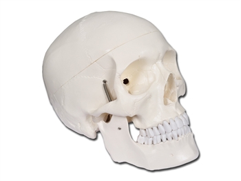 VALUE HUMAN SKULL - 1X - 3 parts