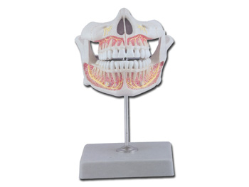 PERMANENT TEETH so dospelý upper a lower jaw
