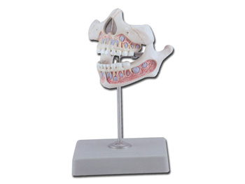 DECIDOUS TEETH so upper a lower jaw po 5 years detský