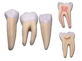 SADA 3 TEETH: INCISOR, CANINE, MOLAR - 5 parts - 10X