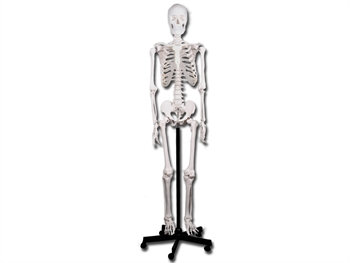 VALUE HUMAN SKELETON