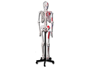 VALUE HUMAN MUSCULAR SKELETON