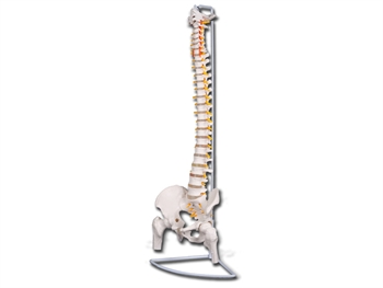 VALUE FLEXIBLE VERTEBRAL COLUMN with femur heads