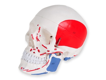 VALUE HUMAN SKULL - 1X - 3 parts - numerated