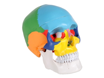 VALUE HUMAN SKULL - 1X - 3 parts - coloured