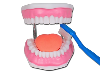 VALUE ORAL HYGIENE MODEL - 3X